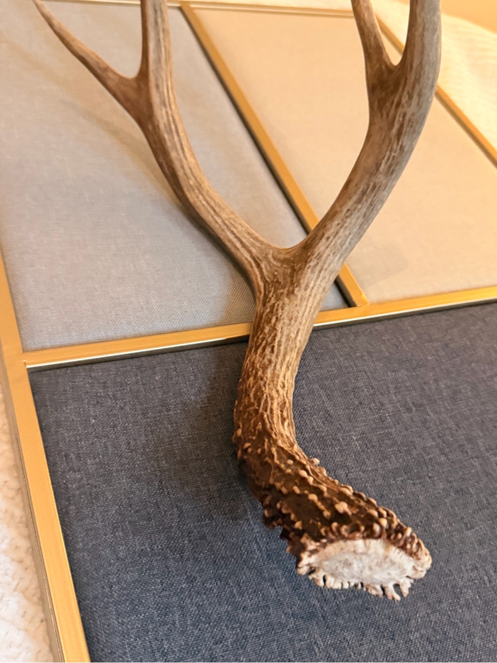 Natural Deer Antler Shed Rustic Cabin Decor • Real Antler • Large